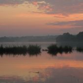 Narew