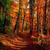 Jesień w Lesie Wolskim