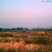 Pola