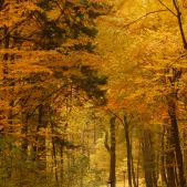 Jesień w Lesie Wolskim