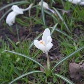 Krokus
