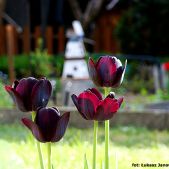 Tulipany "Queen of the Night"
