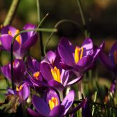 Krokus