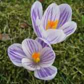 Krokus