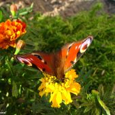 Motyl(ek)