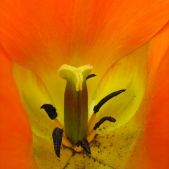 Tulipan