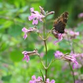 Motyl i kwiat
