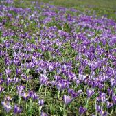 Krokusy