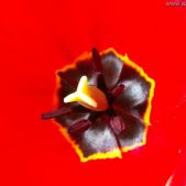Tulipan