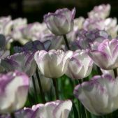 Tulipany
