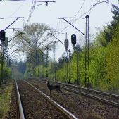 Jelonek