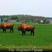 Uwaga Żubry!