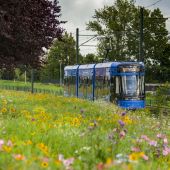 Stadler Tango #HY853