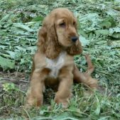 Pies spaniel Tofik