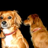 Gizmo i Gabi
