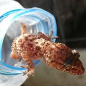 Tarentola Mauritanica
