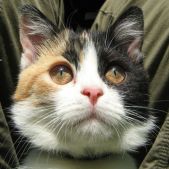 Kleo