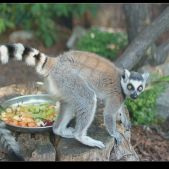 Lemur katta