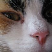 Kleo