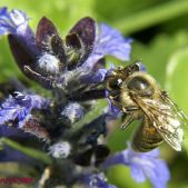 Pszczoła miodna w akcji
