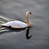 Łabędź