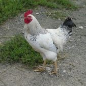 Kogut