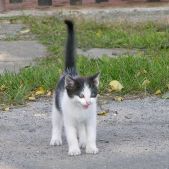 Kotek