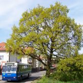 Jelcz M121MB #DJ619