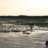 Jezioro Druzno